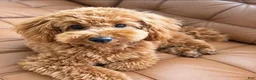 Toy Poodle dogs for sale: Amber - Ad 9
