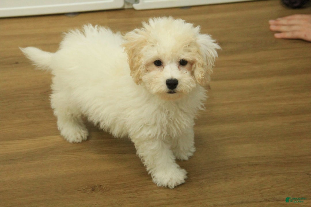 Bichpoo dogs for sale: Ruth - Ad 1