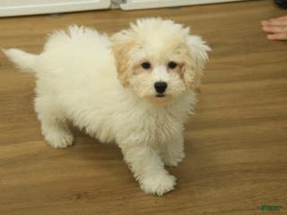 Bichpoo dogs Ruth - Ad 16