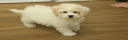 Bichpoo dogs for sale: Ruth - Ad 1