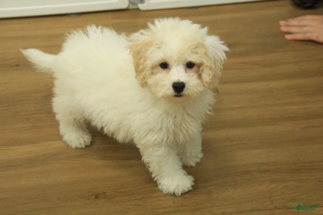 Bichpoo dogs for sale: Ruth - Ad 1