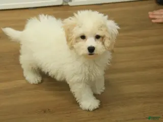 Bichpoo dogs Ruth - Ad 13