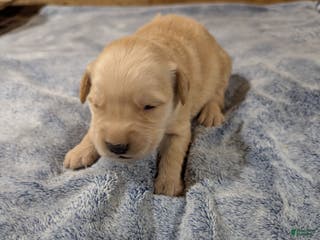 Golden Retriever dogs Cooper - Ad 5