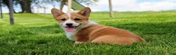 Welsh Corgi Pembroke dogs for sale: Olive(triple clear) AKC - Ad 5