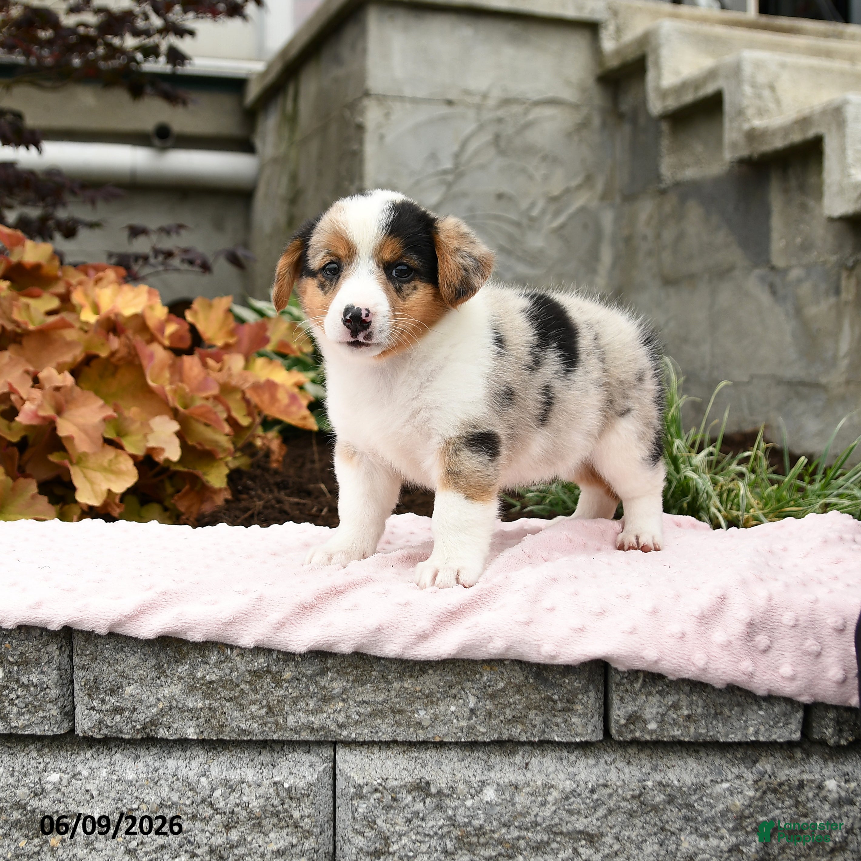Mixed Breed dogs Naomi - Ad 1
