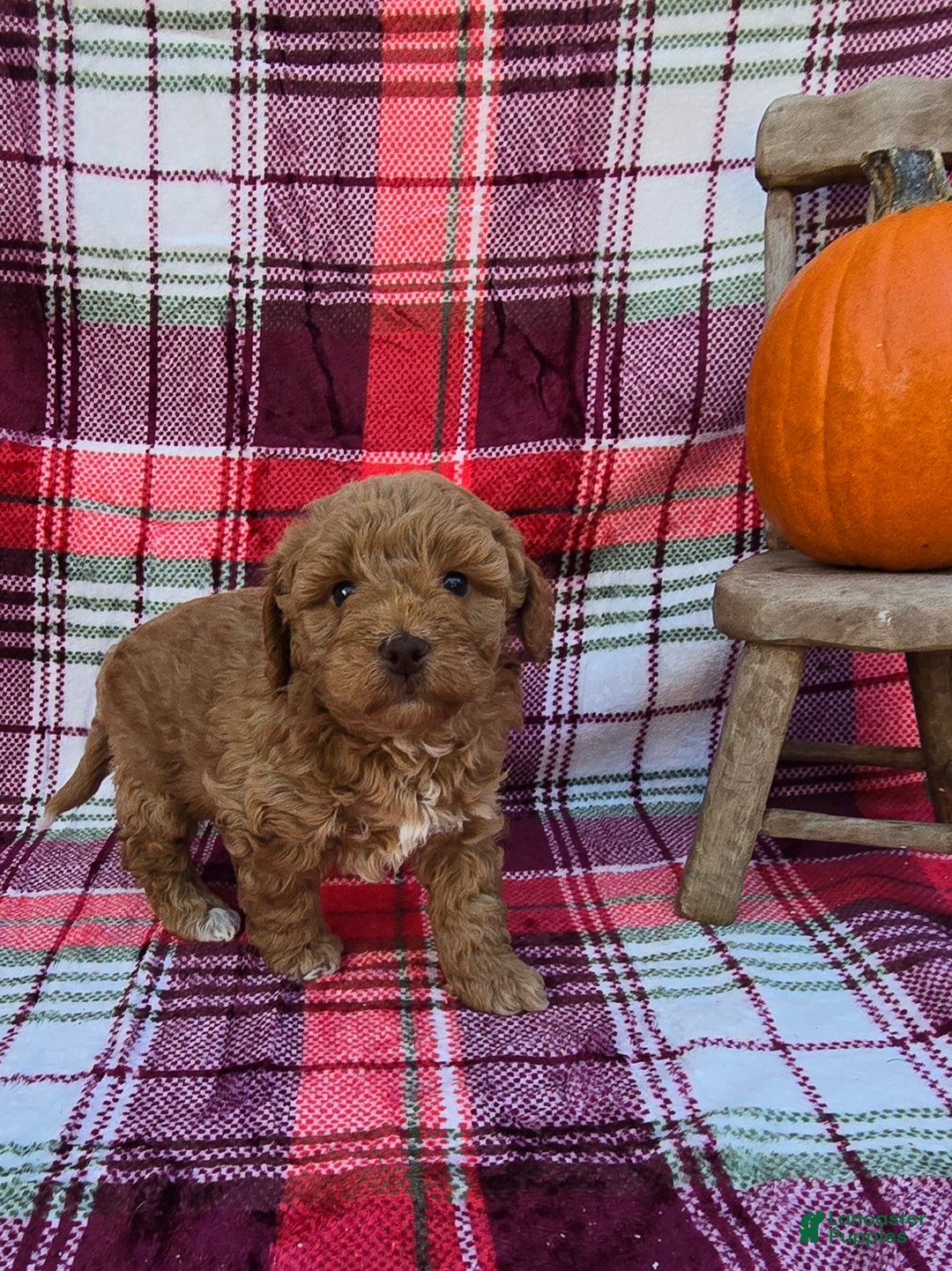 Mini Goldendoodle dogs for sale: Garland - Ad 3