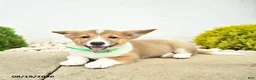 Welsh Corgi Pembroke dogs for sale: Buddy  - Ad 3