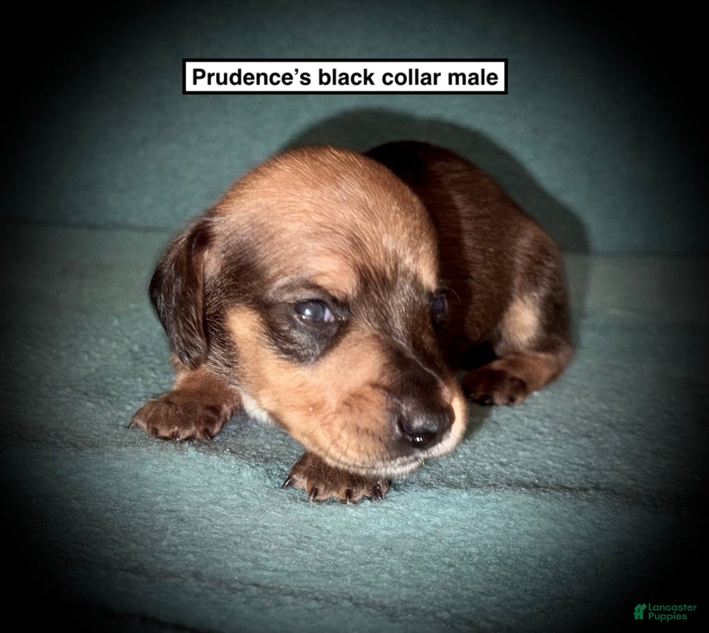 Dachshund dogs AKC Prudence's Black Collar Male - Ad 17