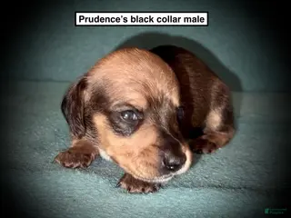 Dachshund dogs AKC Prudence's Black Collar Male - Ad 17