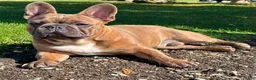 French Bulldog dogs for sale: Prince - Ad 3