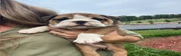 English Bulldog dogs for sale: Becca - Ad 7