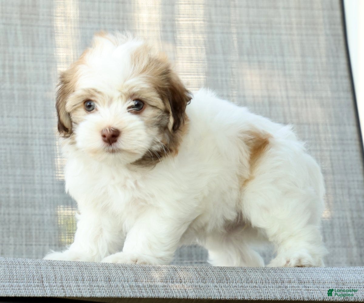 Havanese dogs for sale: Leeda - Ad 8