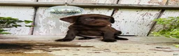 Labrador Retriever dogs for sale: Daisy  - Ad 7