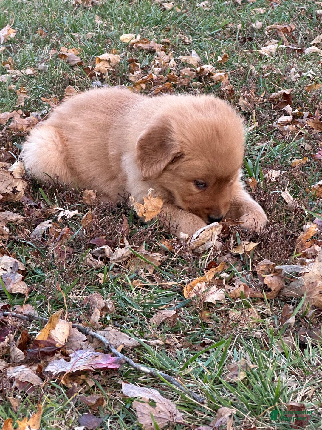 Golden Retriever dogs for sale: Golden Retriever Dark Pink Girl - Ad 37