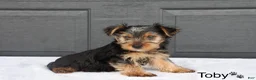 Yorkshire Terrier dogs for sale: Toby - Ad 3