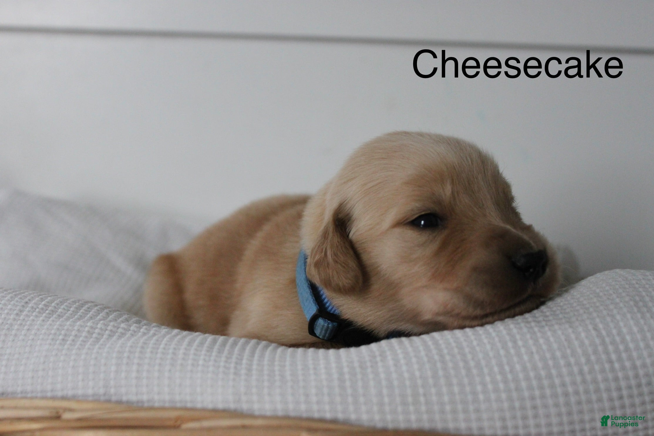 Golden Retriever dogs Cheesecake  - Ad 2