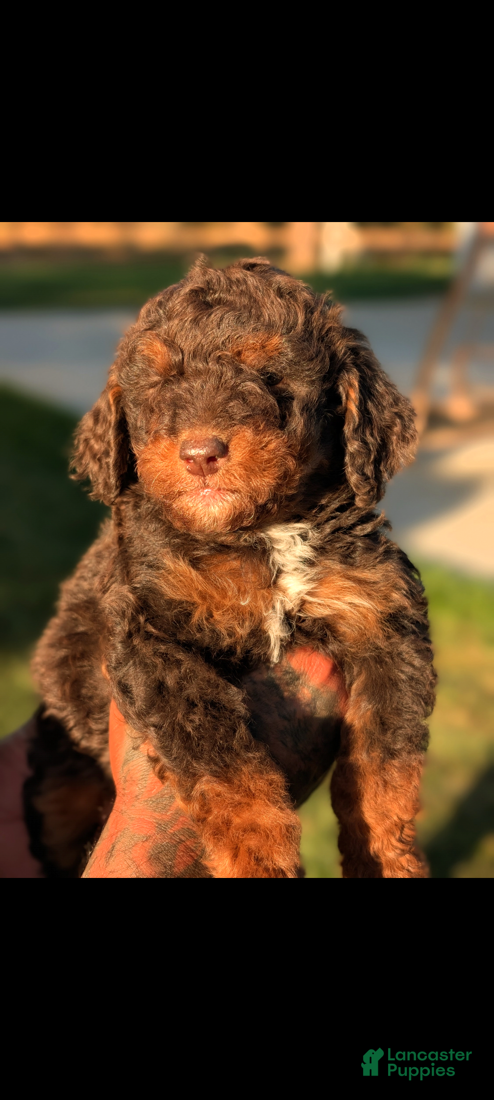 Mini Bernedoodle dogs for sale: DRACULA  - Ad 3