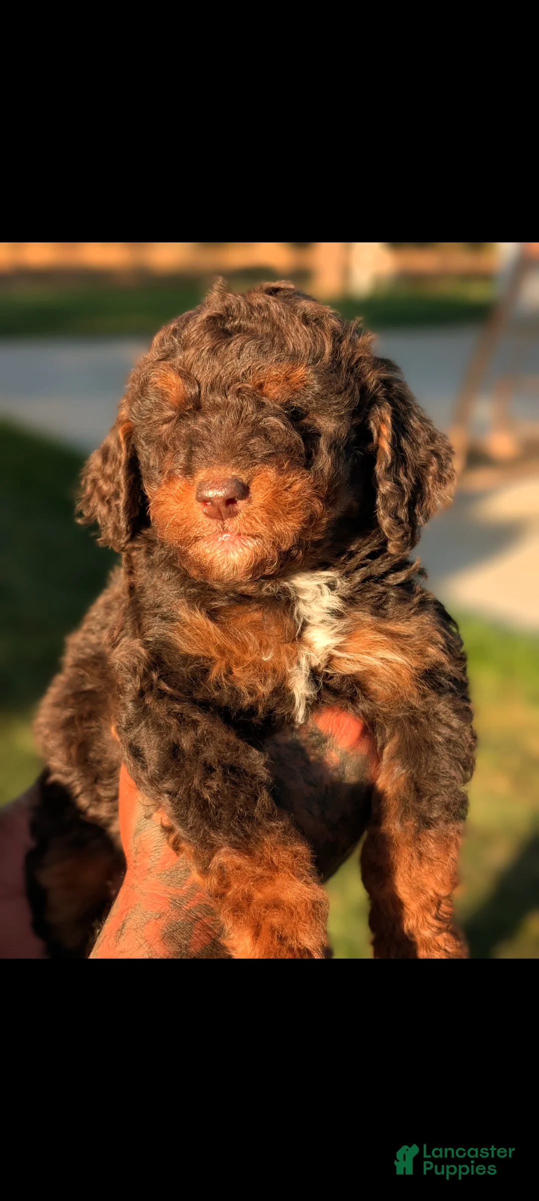 Mini Bernedoodle dogs for sale: DRACULA  - Ad 1