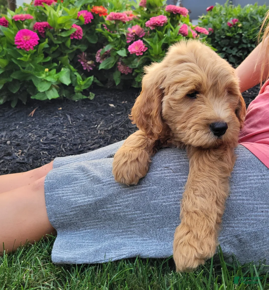 Gallery Image {{count}}