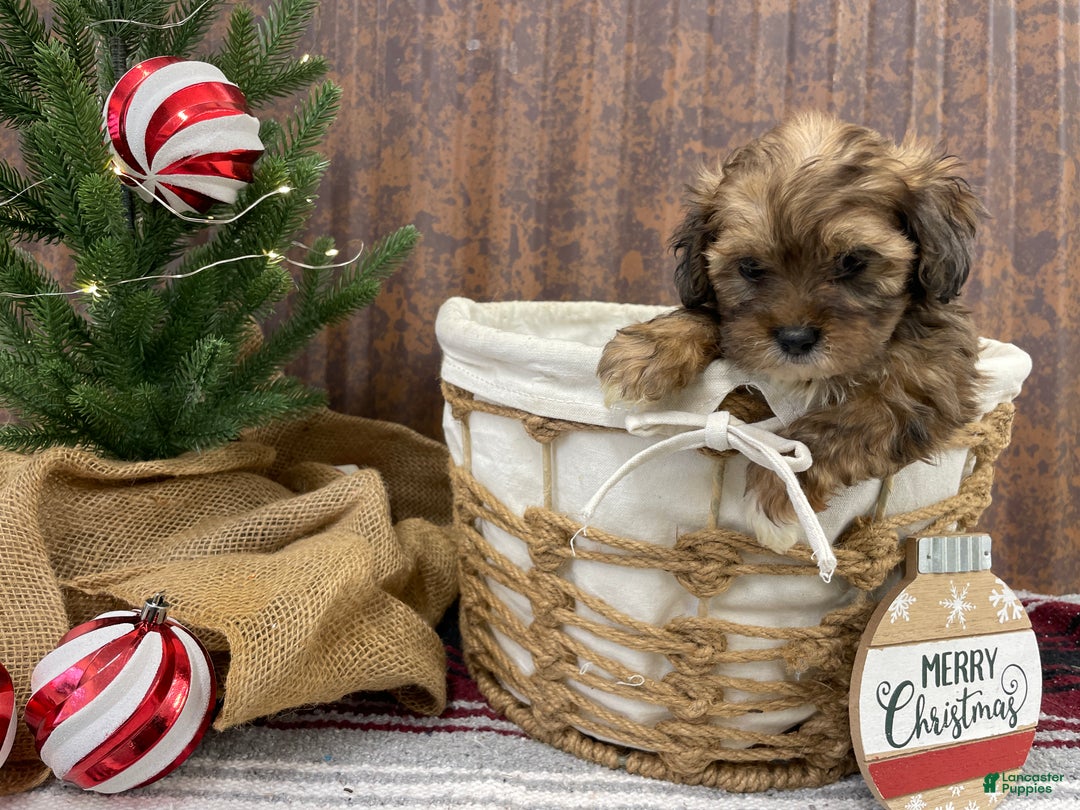 Shihpoo dogs for sale: Chloe - Ad 14