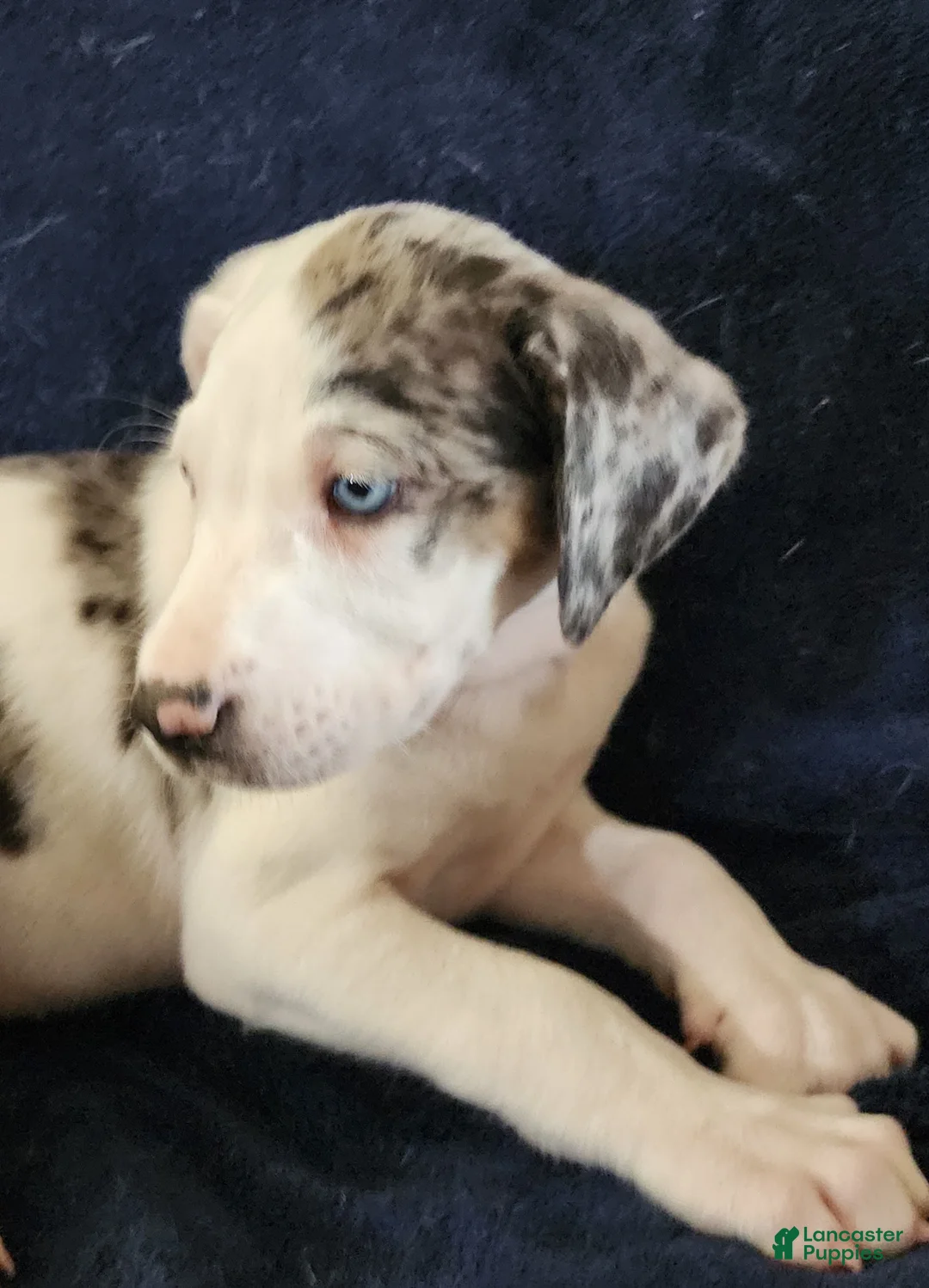 Catahoula Leopard Dog dogs for sale: Gabby F2025 M1 - Ad 10