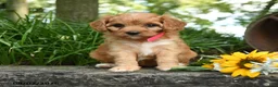 Cavapoo dogs for sale: Cutie - Ad 3