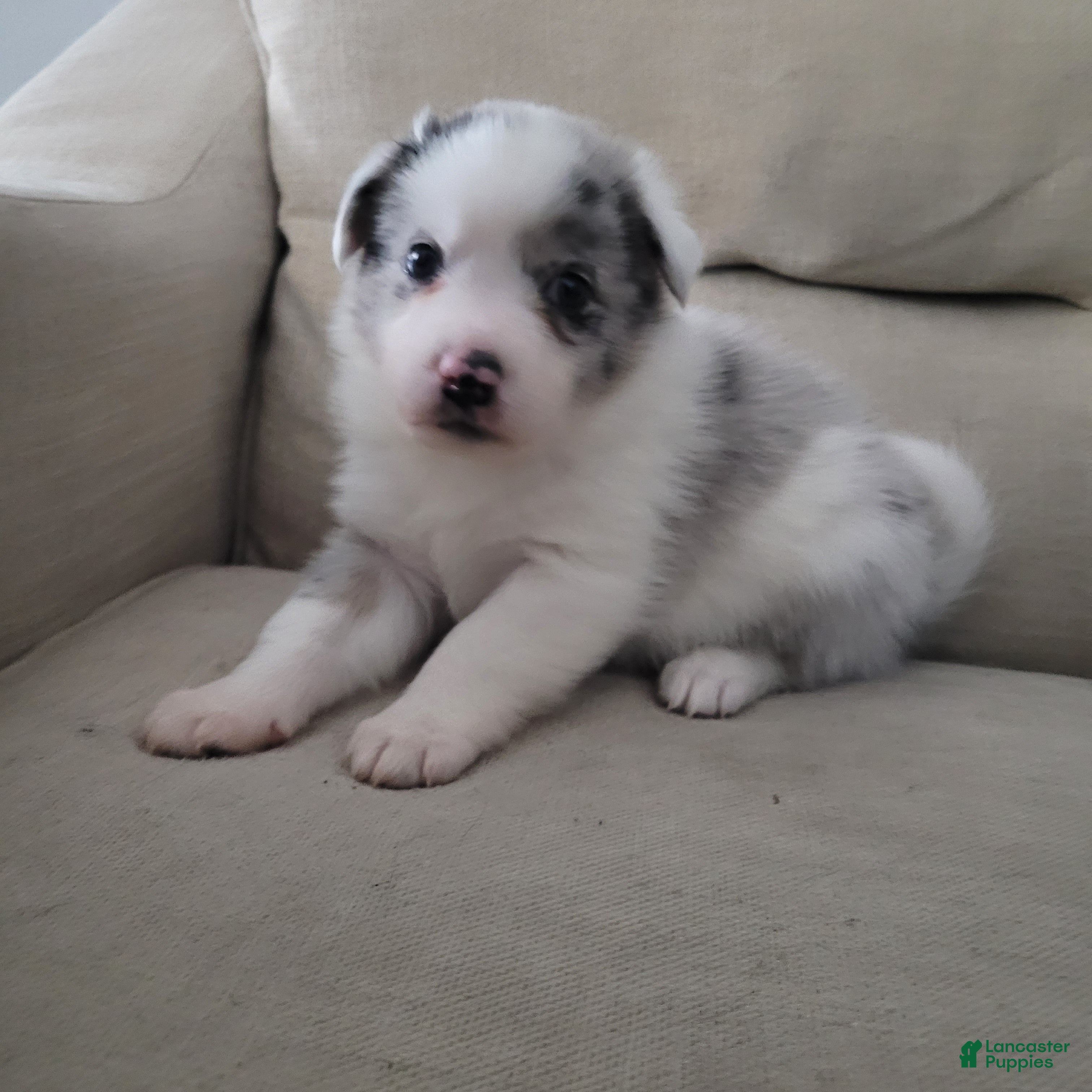 Mixed Breed dogs Ron - Ad 11