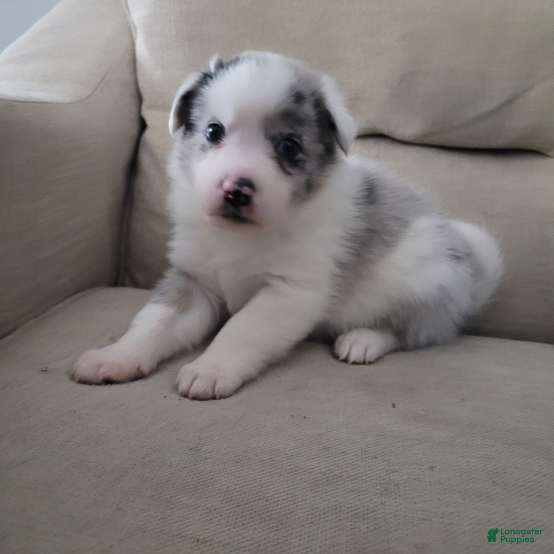 Mixed Breed dogs for sale: Ron - Ad 1