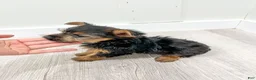 Yorkshire Terrier dogs for sale: Jodi - Ad 8