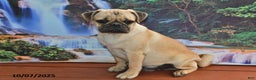 Pug dogs for sale: Sparky - Ad 9