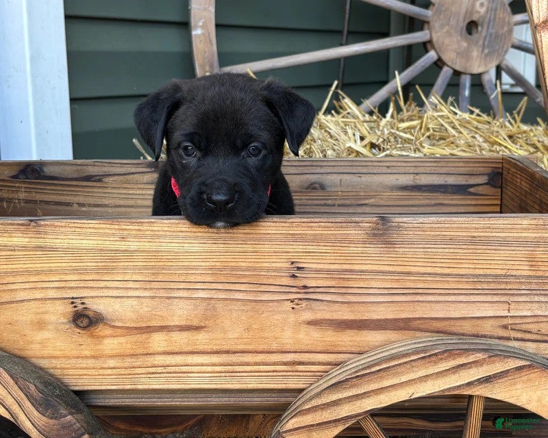 Mixed Breed dogs Red - Ad 22