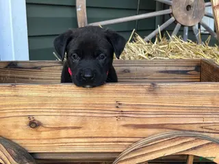 Mixed Breed dogs Red - Ad 16