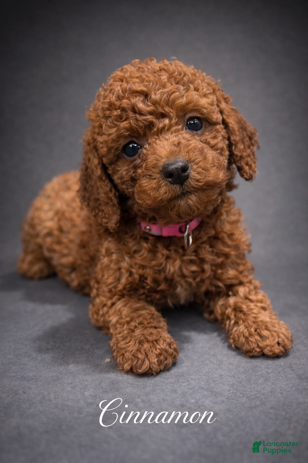 Toy Poodle dogs Cinnamon - Ad 1
