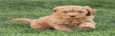 Larry Miniature Goldendoodle 