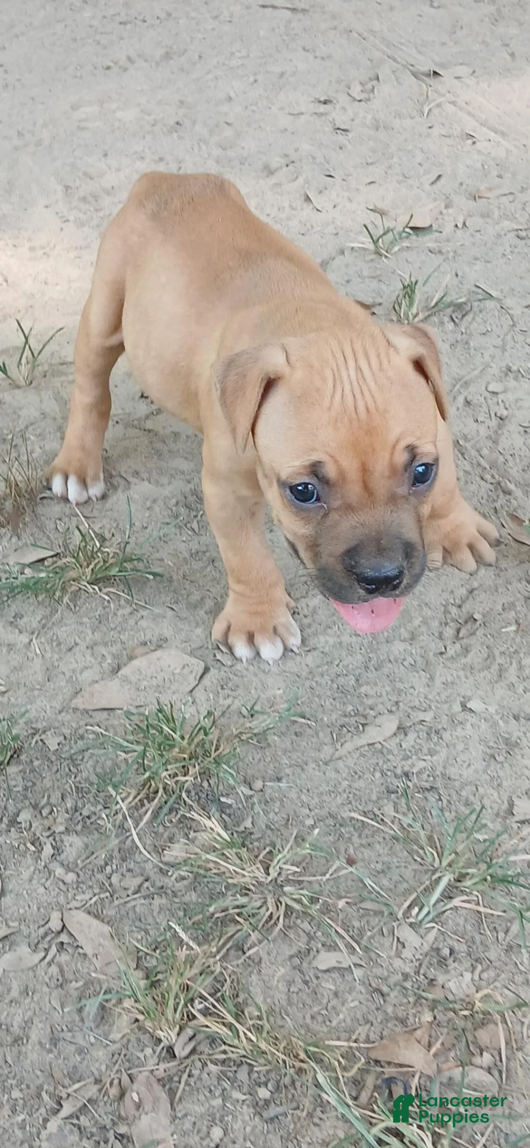 American Pit Bull Terrier dogs for sale: American Pit Bull Terrier 2 - Ad 2