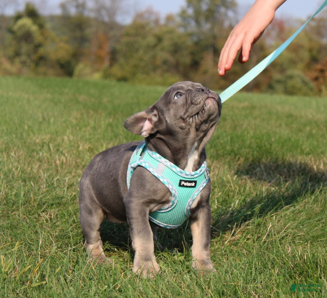 French Bulldog dogs for sale: Bridget - Ad 4