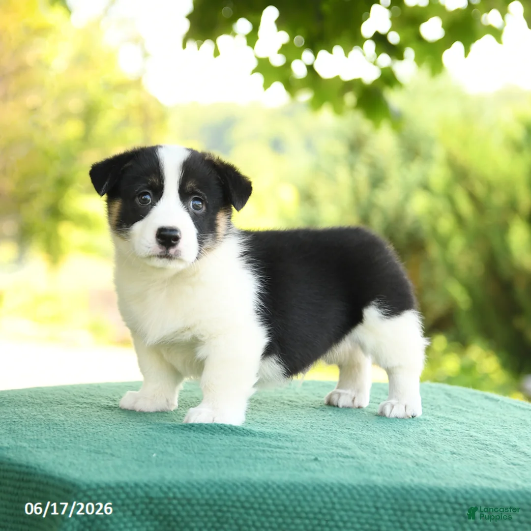 Welsh Corgi Pembroke dogs for sale: Jackson - Ad 2