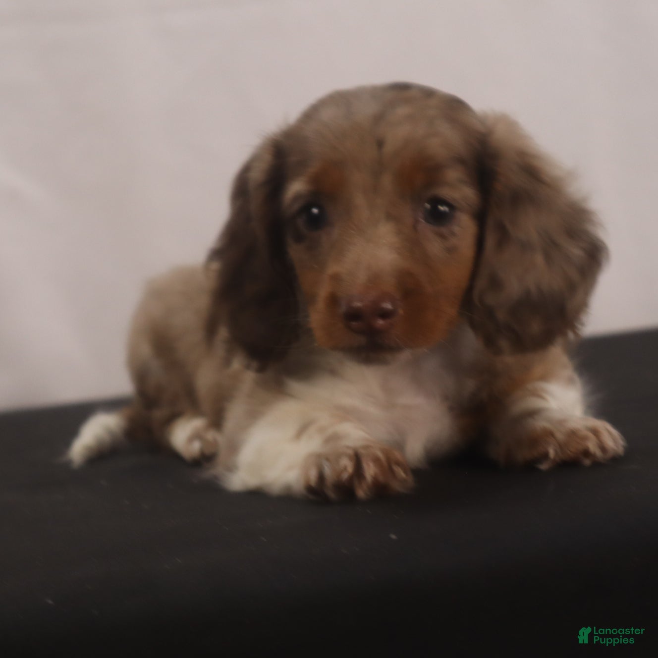 Dachshund dogs willie Jr  - Ad 2