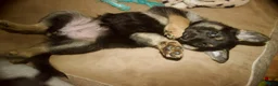 Gerberian Shepsky dogs for sale: Valkyrie - Ad 7