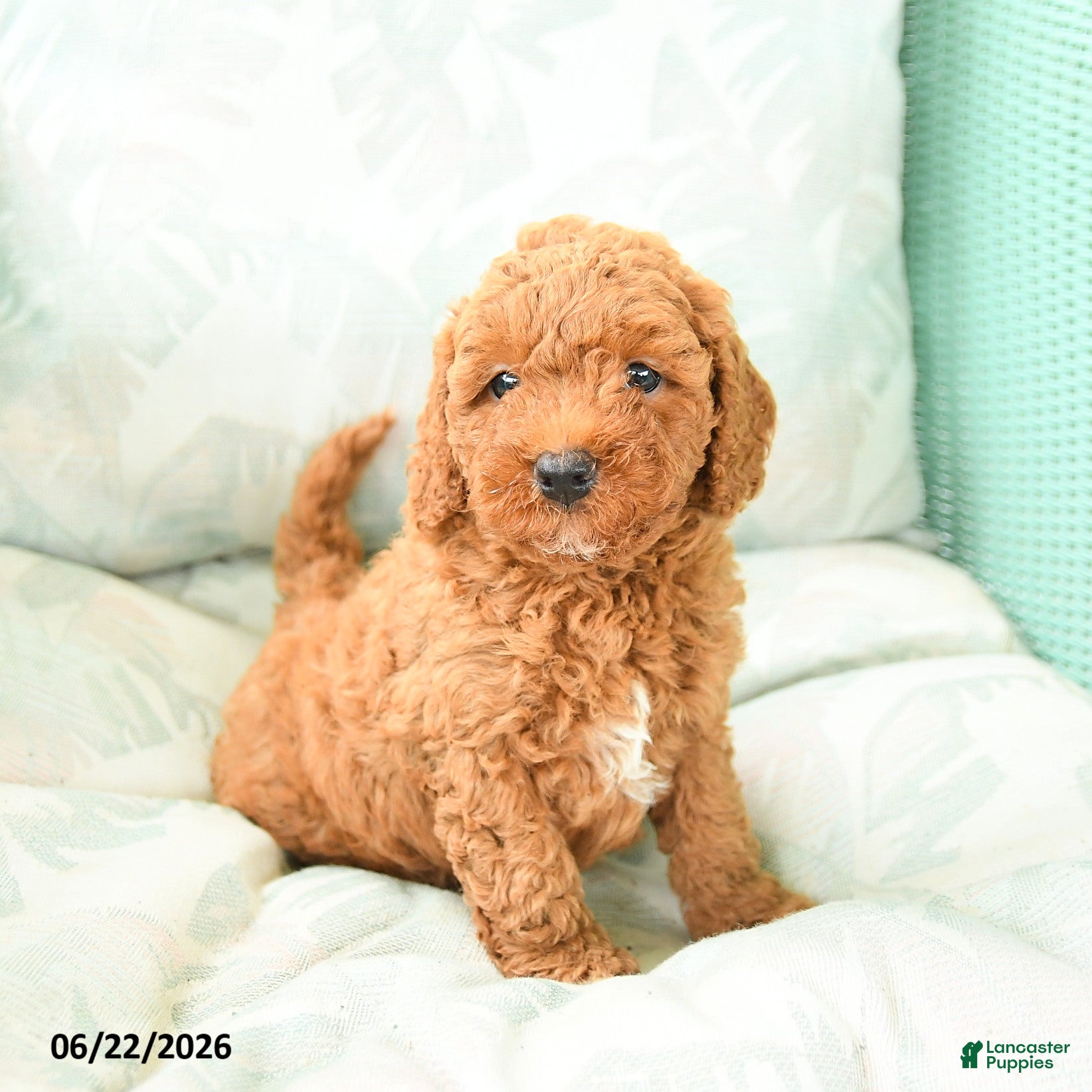 Miniature Poodle dogs Marion - Ad 2