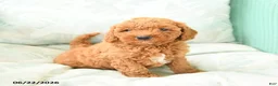Miniature Poodle dogs for sale: Marion - Ad 2