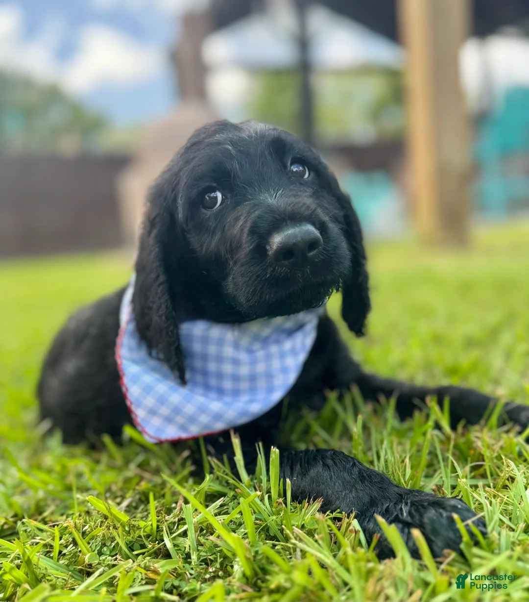 Labradoodle dogs for sale: Knox - Ad 1