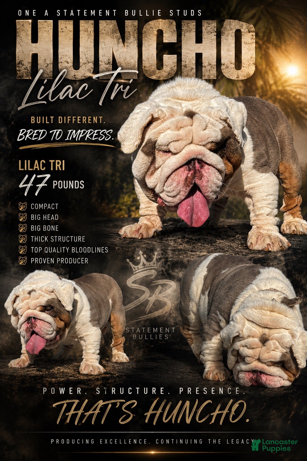 English Bulldog dogs Huncho (stud service)  - Ad 1