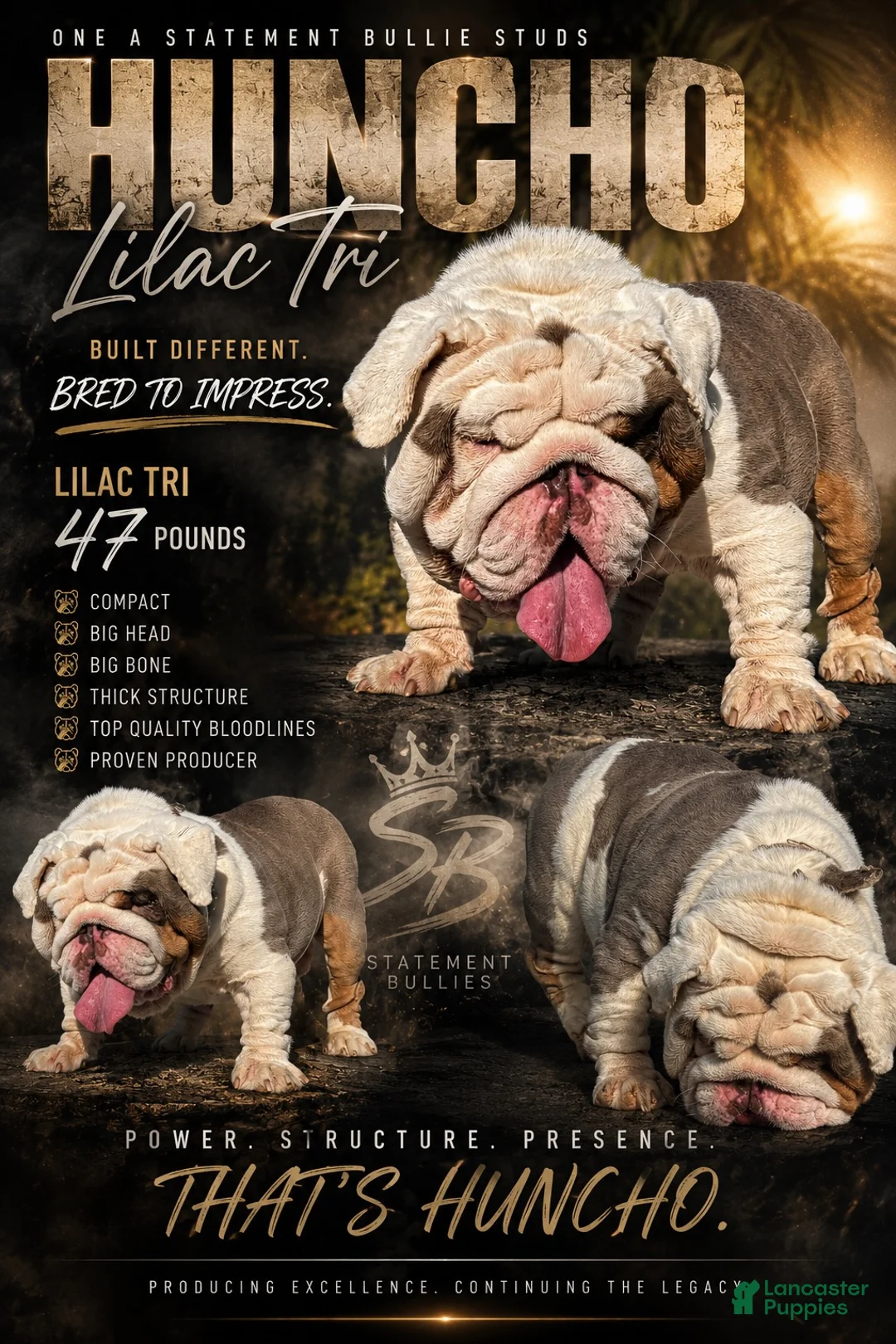 English Bulldog dogs for stud: Huncho (stud service)  - Ad 1