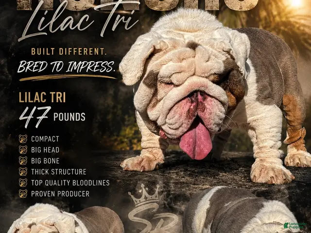 English Bulldog dogs Huncho (stud service) - Ad 1