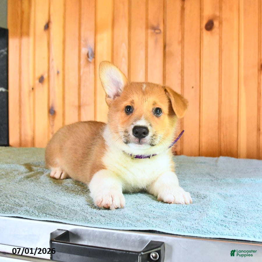 Welsh Corgi Pembroke dogs Jesse - Ad 2