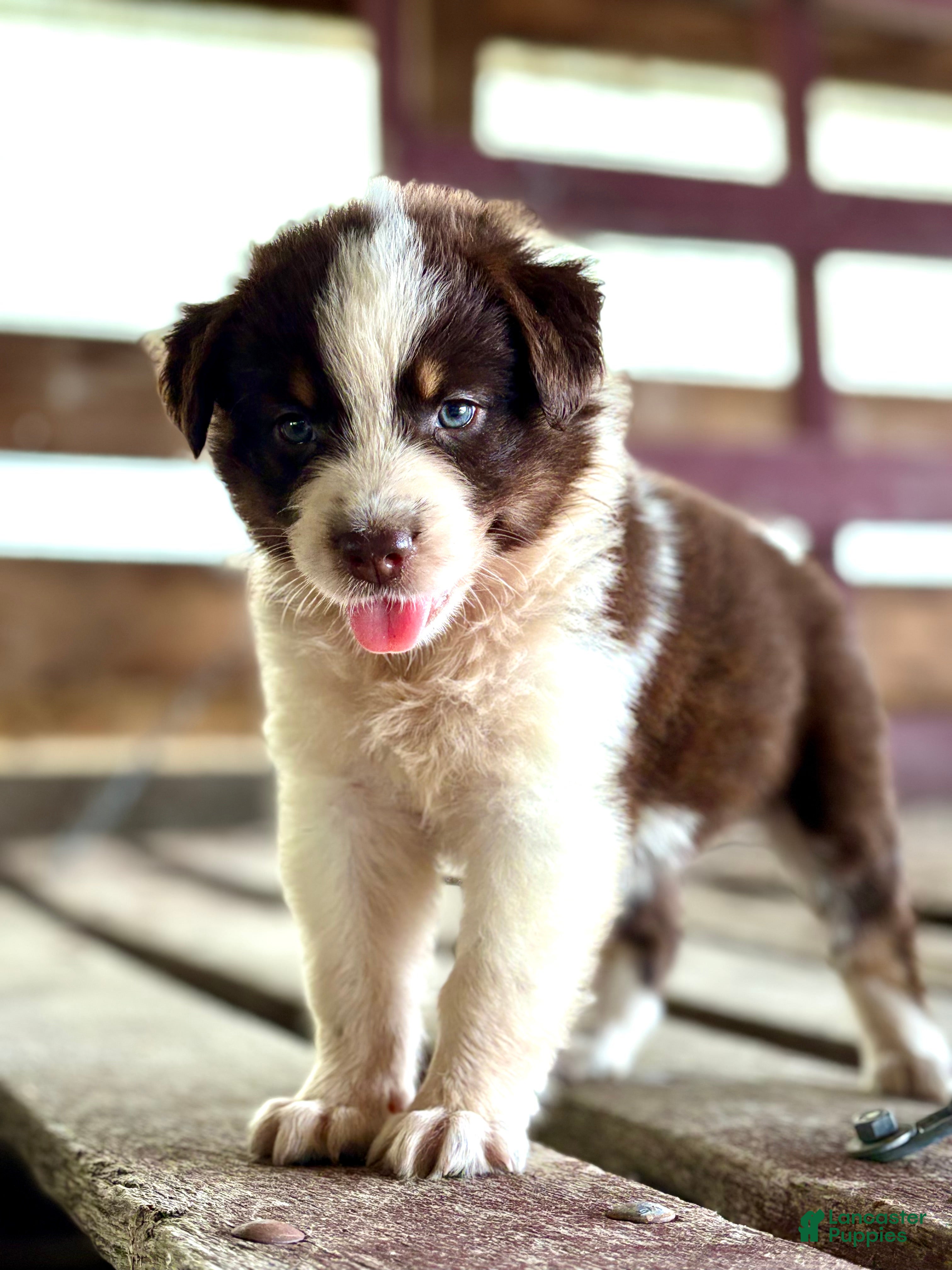 Australian Shepherd dogs Clay - Ad 1
