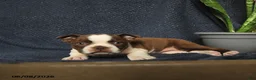 Boston Terrier dogs for sale: Fable - Ad 3