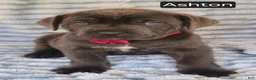 Cane Corso dogs for sale: Ashton - Ad 4