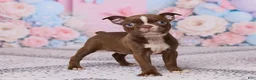 Boston Terrier dogs for sale: Rose - Ad 5